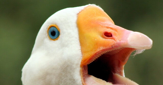 watch-—-‘hero’-goose-alerts-texas-family-to-fire:-‘he-was-sounding-the-alarm’