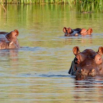 insane-viral-videos-show-aggressive-hippos-overturning-one-boat,-chasing-another-in-africa
