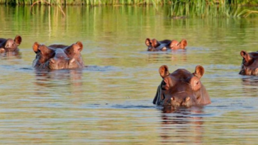 insane-viral-videos-show-aggressive-hippos-overturning-one-boat,-chasing-another-in-africa