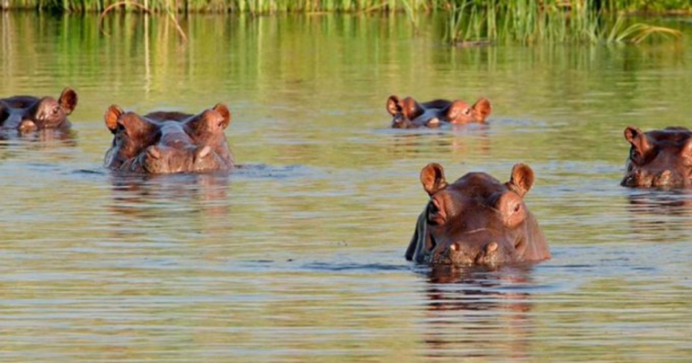 insane-viral-videos-show-aggressive-hippos-overturning-one-boat,-chasing-another-in-africa