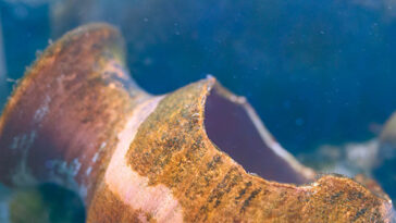 watch-—-fisherman-discovers-ancient-roman-shipwreck-and-piles-of-cargo-off-sicily’s-coast:-‘a-piece-of-our-history’