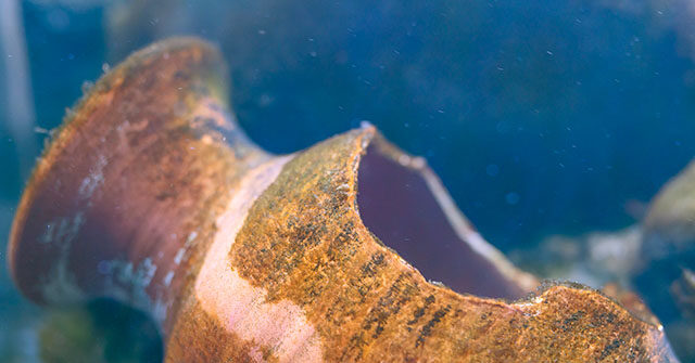 watch-—-fisherman-discovers-ancient-roman-shipwreck-and-piles-of-cargo-off-sicily’s-coast:-‘a-piece-of-our-history’