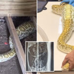 massive-python-with-swollen-belly-found-under-nj-family’s-shed-—-with-x-ray-revealing-its-last-meal