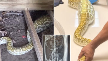 massive-python-with-swollen-belly-found-under-nj-family’s-shed-—-with-x-ray-revealing-its-last-meal