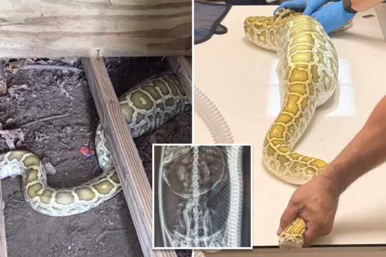 massive-python-with-swollen-belly-found-under-nj-family’s-shed-—-with-x-ray-revealing-its-last-meal