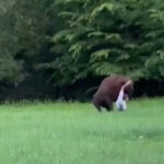 wild-video-shows-huge-bison-knock-tourist-to-ground-—-and-refuse-to-let-him-stand-up