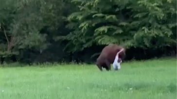 wild-video-shows-huge-bison-knock-tourist-to-ground-—-and-refuse-to-let-him-stand-up