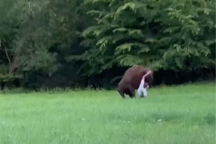 wild-video-shows-huge-bison-knock-tourist-to-ground-—-and-refuse-to-let-him-stand-up