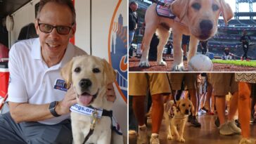 meet-the-adorable-and-fluffy-heir-to-howie-rose’s-legacy-already-taking-over-citi-field