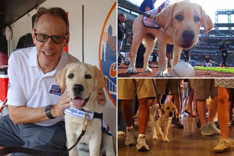meet-the-adorable-and-fluffy-heir-to-howie-rose’s-legacy-already-taking-over-citi-field