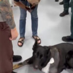 video:-sheriff-k9-leaves-veterinary-hospital-on-3-legs-after-being-shot