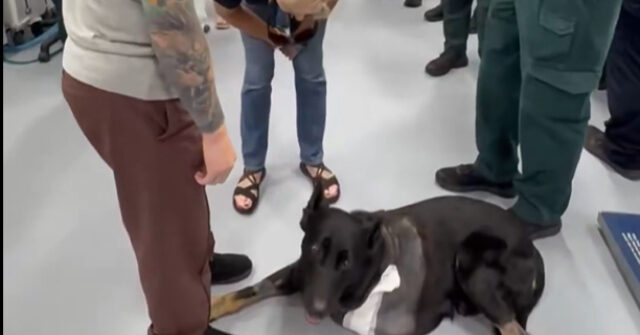 video:-sheriff-k9-leaves-veterinary-hospital-on-3-legs-after-being-shot