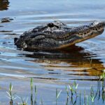 florida-woman-loses-arm-in-silver-river-alligator-attack-as-boater-races-to-save-her-life
