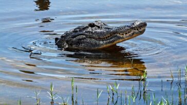 florida-woman-loses-arm-in-silver-river-alligator-attack-as-boater-races-to-save-her-life