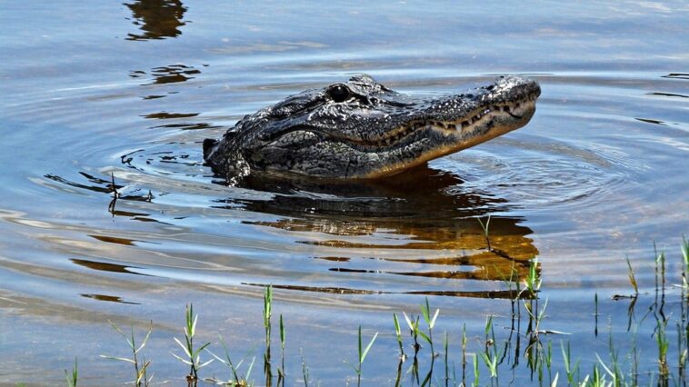 florida-woman-loses-arm-in-silver-river-alligator-attack-as-boater-races-to-save-her-life