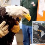 big-bear-bald-eagle-jackie-dies-after-three-weeks-in-icu:-‘heartbroken’