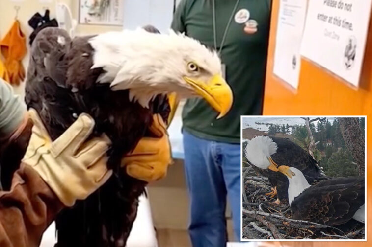 big-bear-bald-eagle-jackie-dies-after-three-weeks-in-icu:-‘heartbroken’
