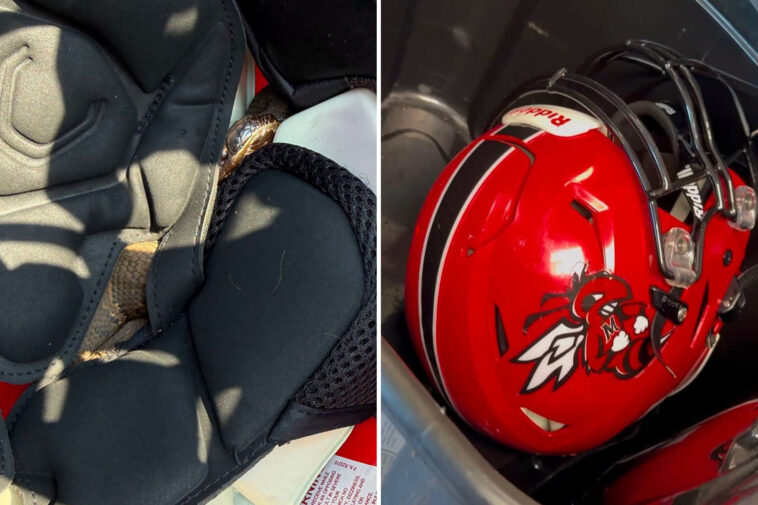 high-school-football-player-practiced-for-an-hour-with-a-snake-in-helmet- — until-coaches-‘shock’-discovery