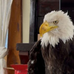 beloved-california-bald-eagle-jackie-dies-after-mysterious-illness