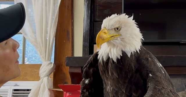 beloved-california-bald-eagle-jackie-dies-after-mysterious-illness