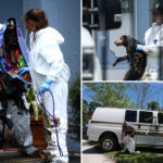at-least-20-poop-covered-border-collies-rescued-from-disgusting-florida-home-of-ex-breeder