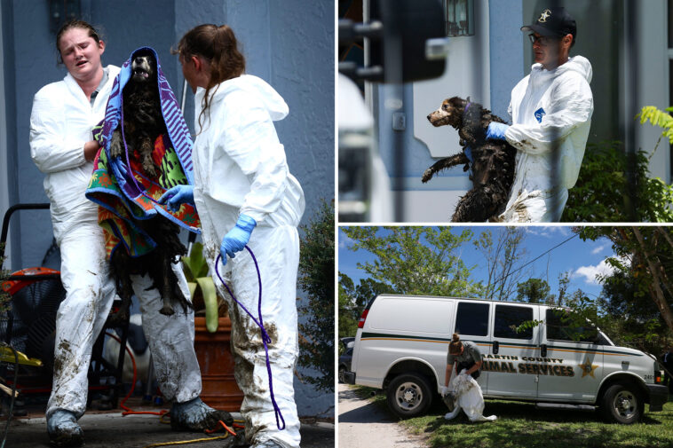 at-least-20-poop-covered-border-collies-rescued-from-disgusting-florida-home-of-ex-breeder