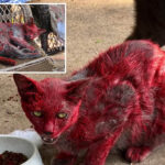 stray-cat-covered-in-red-dye-sparks-concern-as-texas-officials-urge-public-to-keep-distance