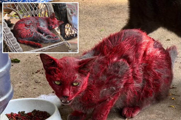 stray-cat-covered-in-red-dye-sparks-concern-as-texas-officials-urge-public-to-keep-distance