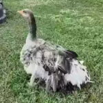 hero:-family’s-pet-goose-sounded-alarm-with-loud-honks-to-let-them-know-their-barn-had-caught-fire-(video)