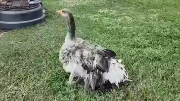 hero:-family’s-pet-goose-sounded-alarm-with-loud-honks-to-let-them-know-their-barn-had-caught-fire-(video)