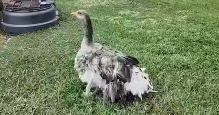 hero:-family’s-pet-goose-sounded-alarm-with-loud-honks-to-let-them-know-their-barn-had-caught-fire-(video)
