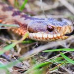 high-school-football-player-practices-with-venomous-snake-hiding-inside-helmet-before-coach’s-discovery