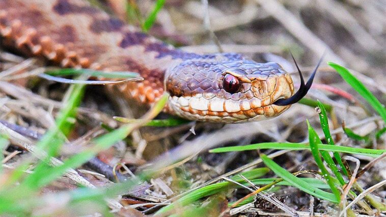 high-school-football-player-practices-with-venomous-snake-hiding-inside-helmet-before-coach’s-discovery