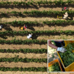 scorching-heat-causes-major-changes-in-italy’s-sparkling-wine-industry