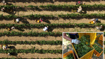 scorching-heat-causes-major-changes-in-italy’s-sparkling-wine-industry