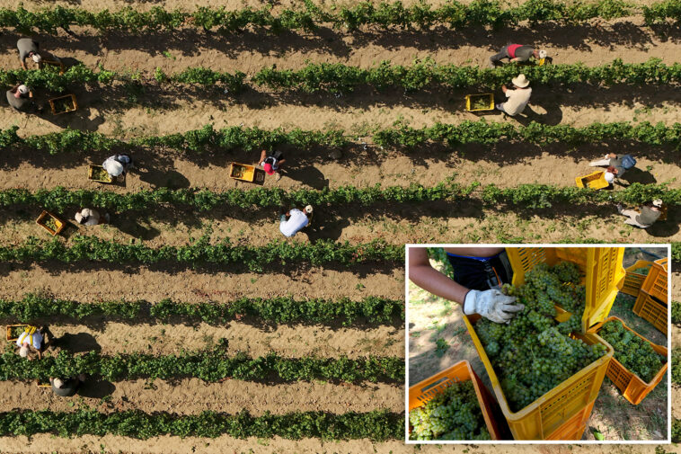 scorching-heat-causes-major-changes-in-italy’s-sparkling-wine-industry