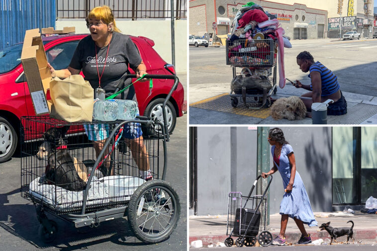cold-hard-cash-offered-for-tipsters-to-report-animal-abuse-as-issue-spirals-on-skid-row