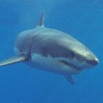 veteran-lifeguard,-71,-dragged-underwater-off-the-coast-of-maine-by-great-white-shark