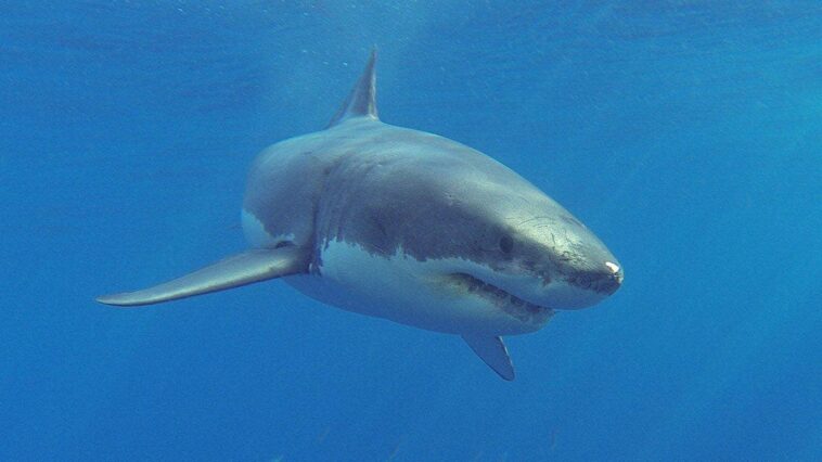 veteran-lifeguard,-71,-dragged-underwater-off-the-coast-of-maine-by-great-white-shark