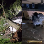 tree-smashes-li-home-during-intense-storms,-trapping-dozens-of-cats-inside