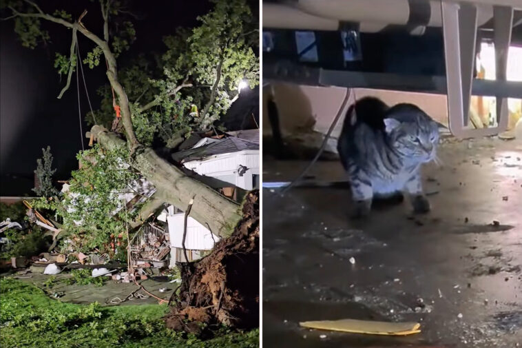 tree-smashes-li-home-during-intense-storms,-trapping-dozens-of-cats-inside