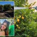 california-restricts-toxic-weedkiller-as-socal-community-battles-rare-cancer-cluster-fears
