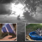heroic-4-month-old-goose-alerts-texas-family-to-overnight-barn-fire