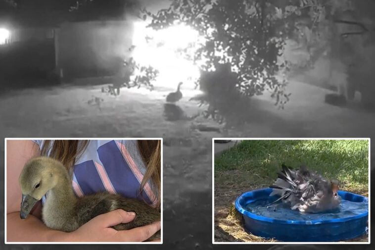 heroic-4-month-old-goose-alerts-texas-family-to-overnight-barn-fire