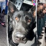 heroic-florida-k-9-returns-to-sheriff’s-office-days-after-being-shot-protecting-3-deputies,-losing-leg