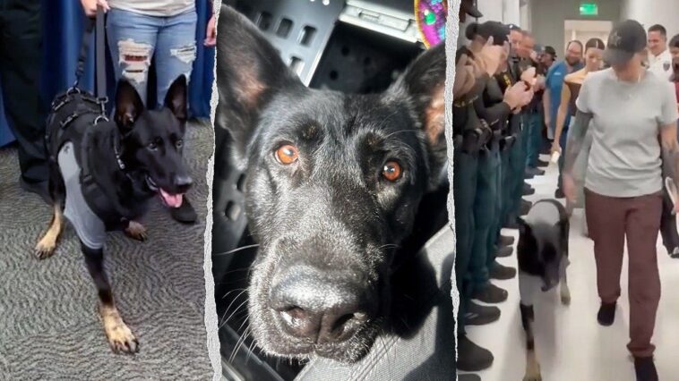 heroic-florida-k-9-returns-to-sheriff’s-office-days-after-being-shot-protecting-3-deputies,-losing-leg