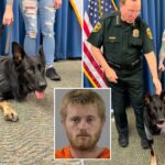 heroic-florida-k-9-returns-to-sheriff’s-office-days-after-being-shot-protecting-3-deputies,-losing-leg