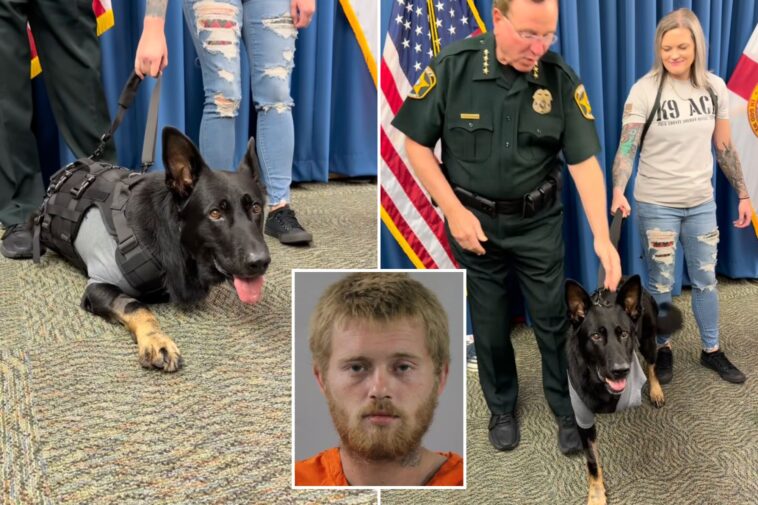 heroic-florida-k-9-returns-to-sheriff’s-office-days-after-being-shot-protecting-3-deputies,-losing-leg