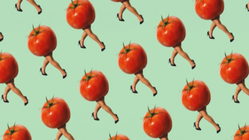 the-tomato-festival-that-turned-into-a-culture-war