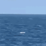 ukraine-pounds-black-sea-fleet’s-‘last-major-stronghold’-while-putin-flexes-naval-power-in-pacific